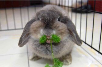 Как правильно ухаживать за клеткой для декоративных животных