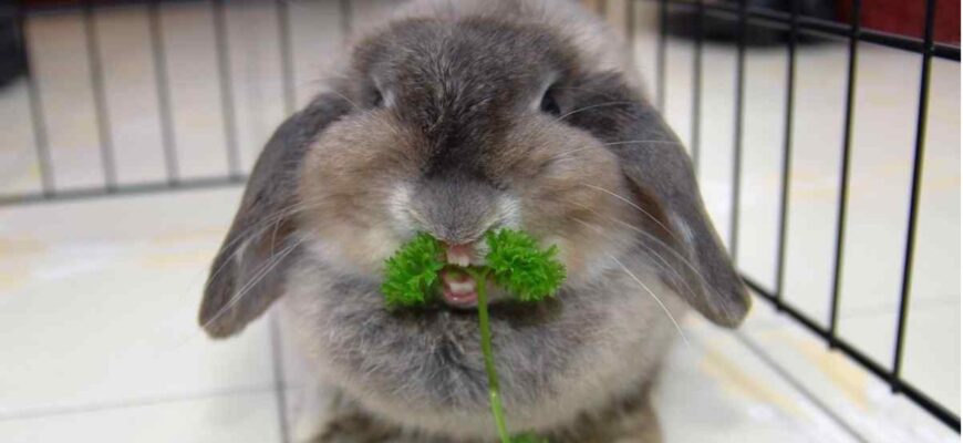 Как правильно ухаживать за клеткой для декоративных животных