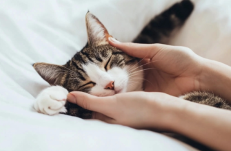 Как правильно ухаживать за кошкой