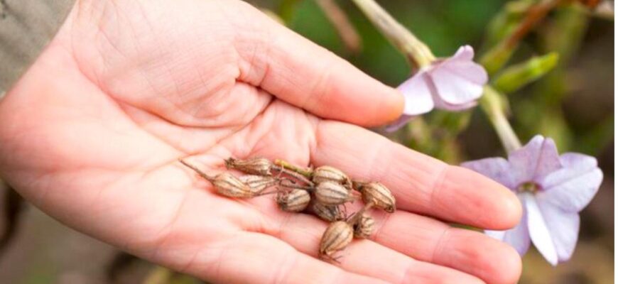 Купити насіння квітів в Україні – великий вибір у садовому центрі Westgard