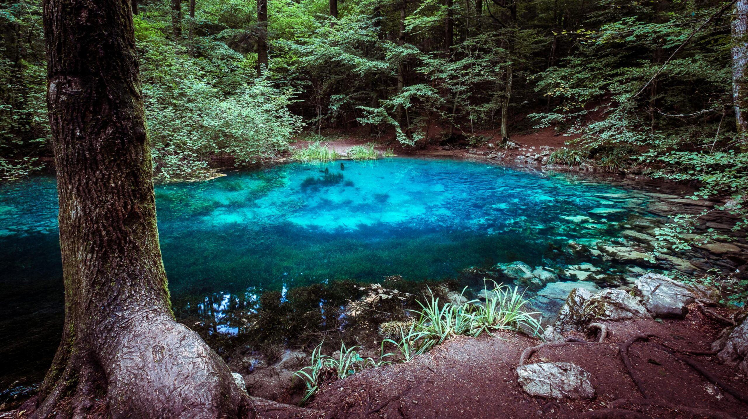 посетите парк в РУмынии